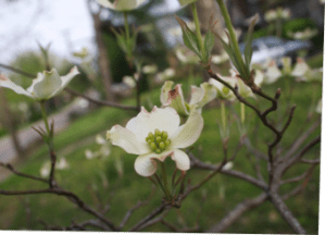 Sometimes a dogwood is just a dogwood*