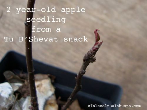 earliest spring leaves emerging now