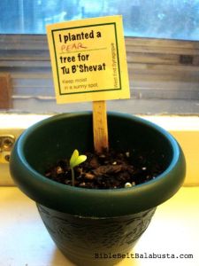 pear seedlings from our snack