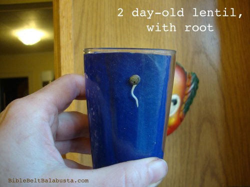 Sneak Preview: a 2 day old lentil