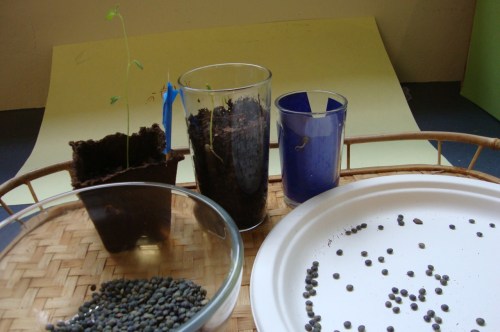 lentils in plate for easy counting "count out 10 lentils for your garden..."