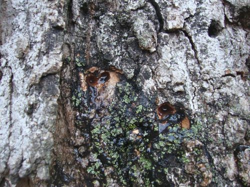 Sap oozing from sap-sucker holes in a Sugar Maple
