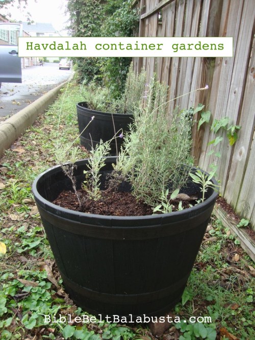 fresh, Fall planting