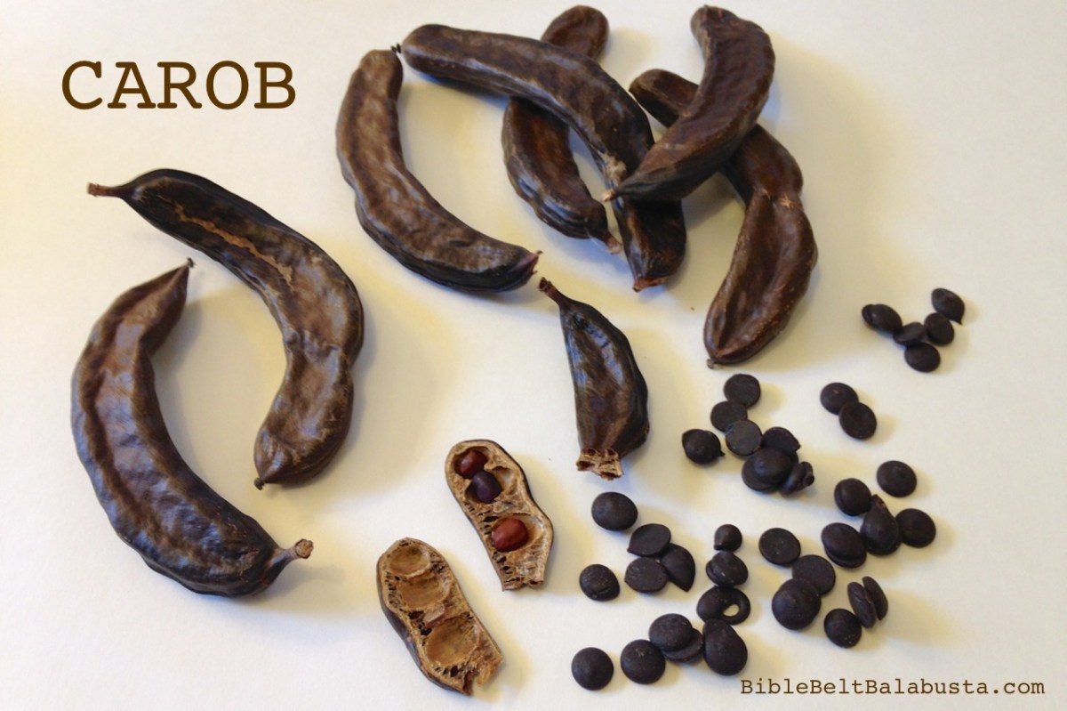 Carob Rats Carob for Tu B’Shevat Show and Tell | Bible Belt Balabusta