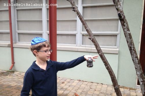 water bottle bird feeder