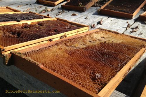 from our fabulous metro park hives