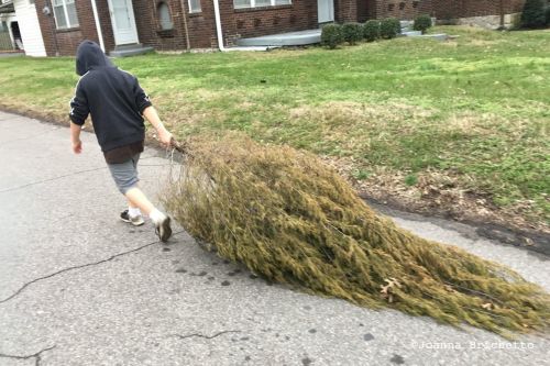 cedar tree peacock tail