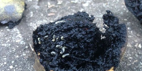 walnut-husk-fly-larvae